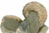 Iridescent, Pyritized Ammonite Fossil Display #317671-2
